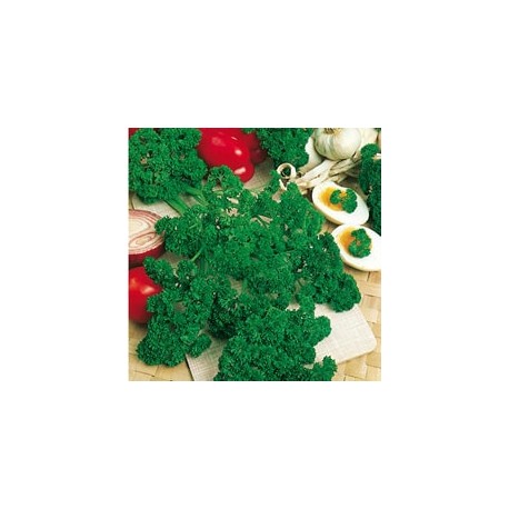 CAILLARD PERSIL FRISE VERT FONCE RACE VERNUSSON [G]