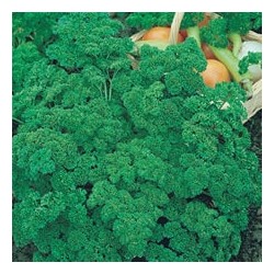 CAILLARD BIO PERSIL FRISE VERT FONCE [D]