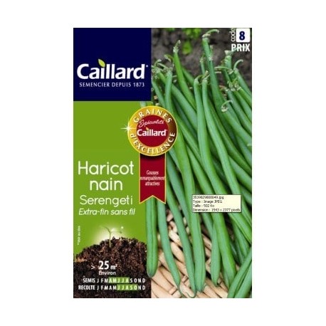 CAILLARD HARICOT NAIN SERENGETI [8]