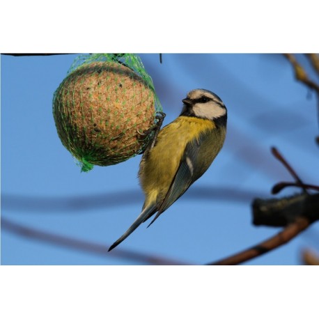 BOULES DE GRAISSE 85GR - OISEAUX