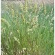 DACTYLE BIO LUXOR 25KG