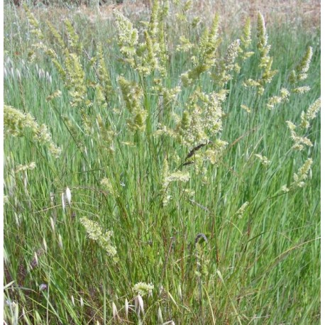 DACTYLE BIO LUXOR 25KG