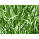 RAY GRASS ANGLAIS BIO CALIBRA 20KG