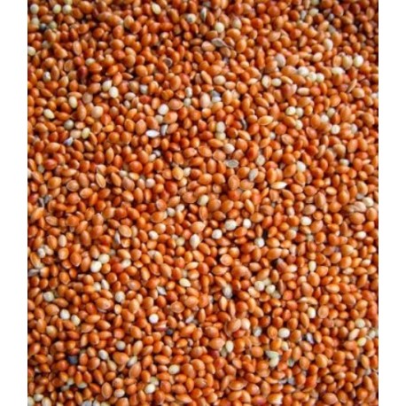 MILLET ROND ROUGE 25KG
