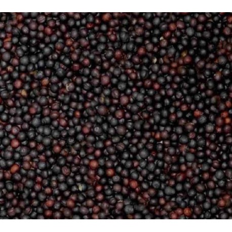 NAVETTE EXTRA GERMINATION 20KG