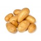 CLAYETTE ADORA 60 PLANTS