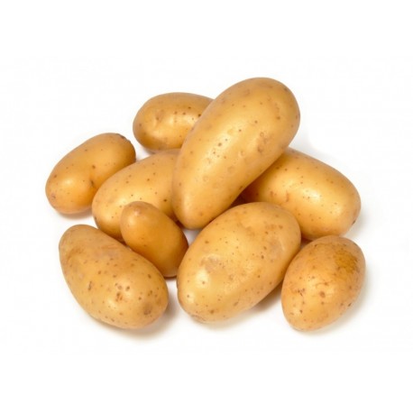 CLAYETTE ADORA 100 PLANTS